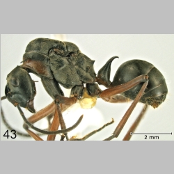 Polyrhachis bellicosa Smith, 1859 lateral