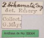 Polyrhachis bihamata Drury, 1773 Label