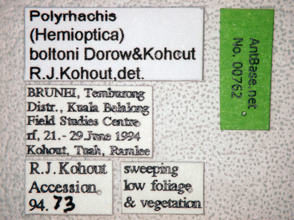 Foto Polyrhachis boltoni Dorow&Kohout,1995 Label