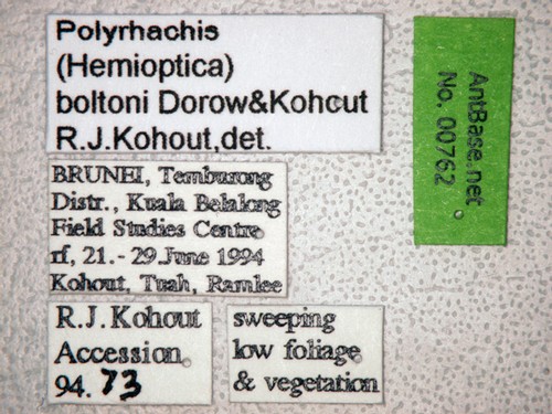 Polyrhachis boltoni Dorow&Kohout,1995 Label