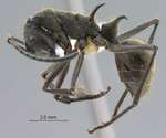 Polyrhachis calypso Forel, 1911 lateral