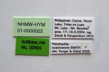 Polyrhachis cyaniventris Smith, 1858 Label