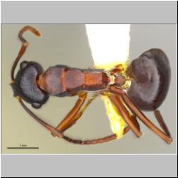 Polyrhachis delicata Crawley, 1915 dorsal