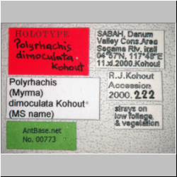 Polyrhachis dimoculata Kohout, 2013 Label