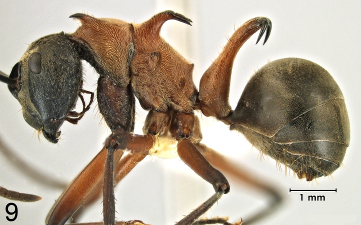 Polyrhachis erosispina Emery, 1980 lateral
