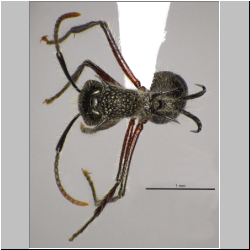 Polyrhachis furcata Smith,1858 dorsal