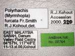 Polyrhachis furcata Smith,1858 Label