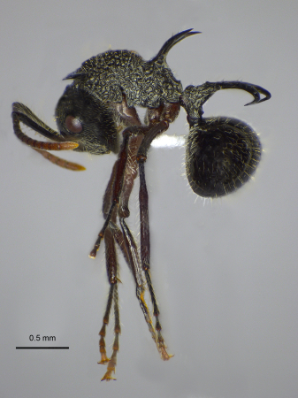 Polyrhachis furcata Smith,1858 lateral