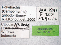 Polyrhachis gribodoi Emery, 1887 Label