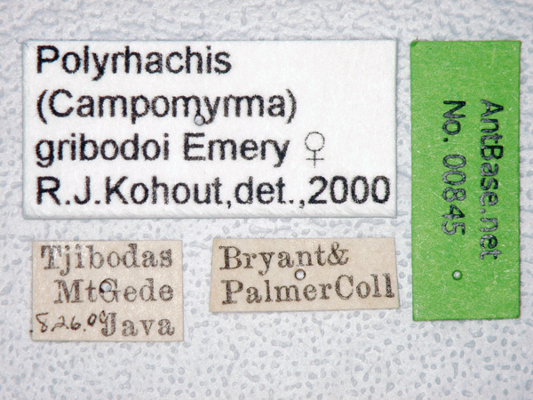 Foto Polyrhachis gribodoi Emery, 1887 Label