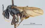 Polyrhachis gribodoi Emery, 1887 lateral