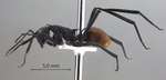 Polyrhachis hector Smith,1857 lateral