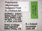 Polyrhachis hodgsoni Forel, 1902 Label