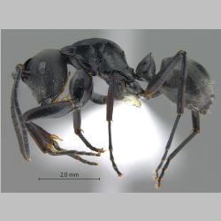 Polyrhachis hosei Donisthorpe, 1942 lateral