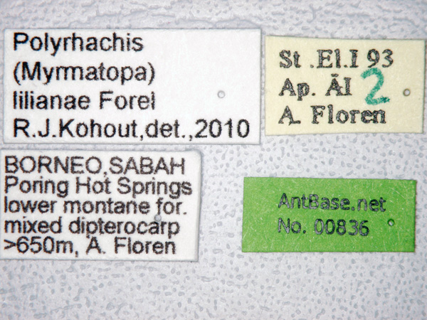 Foto Polyrhachis lilianae Forel, 1911 Label