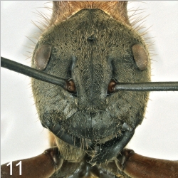 Polyrhachis mindanaensis H.M. Torrevillas frontal