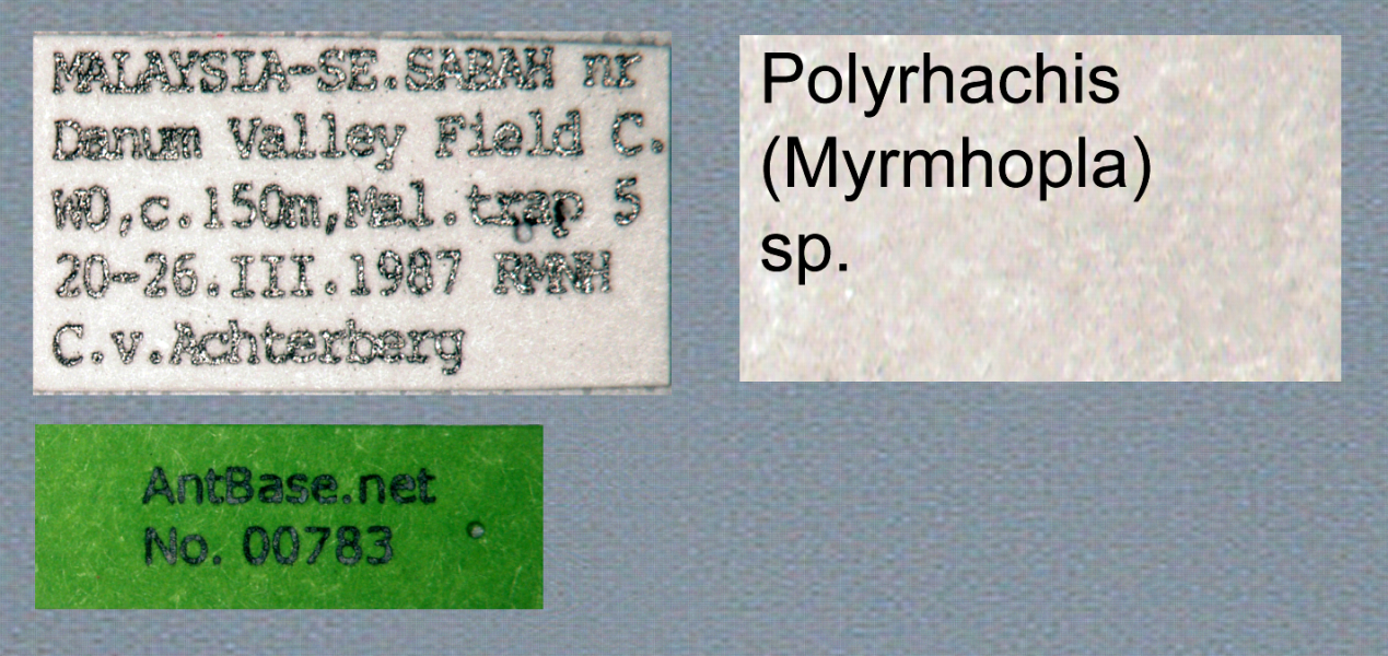 Foto Polyrhachis (Myrma) sp. c Label