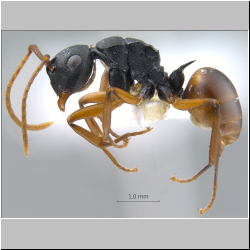 Polyrhachis (Myrmatopa) sp. a lateral