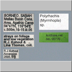 Polyrhachis (Myrmhopla) sp. b Label