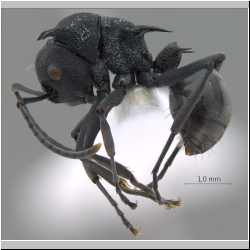 Polyrhachis (Myrmhopla) sp. a lateral