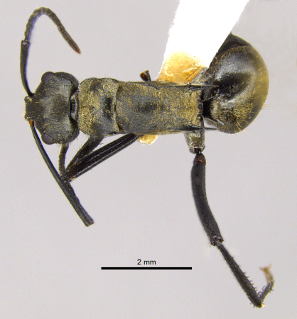 Polyrhachis nourlangie Kohout, 2013 dorsal