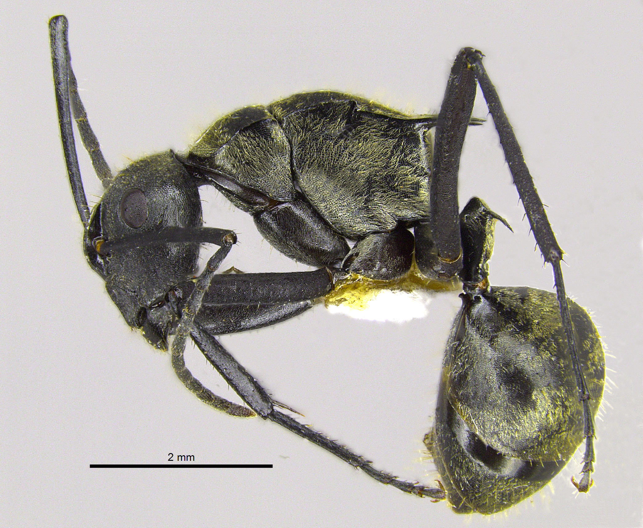 Foto Polyrhachis nourlangie Kohout, 2013 lateral
