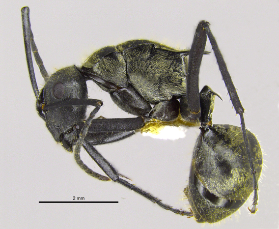 Polyrhachis nourlangie Kohout, 2013 lateral