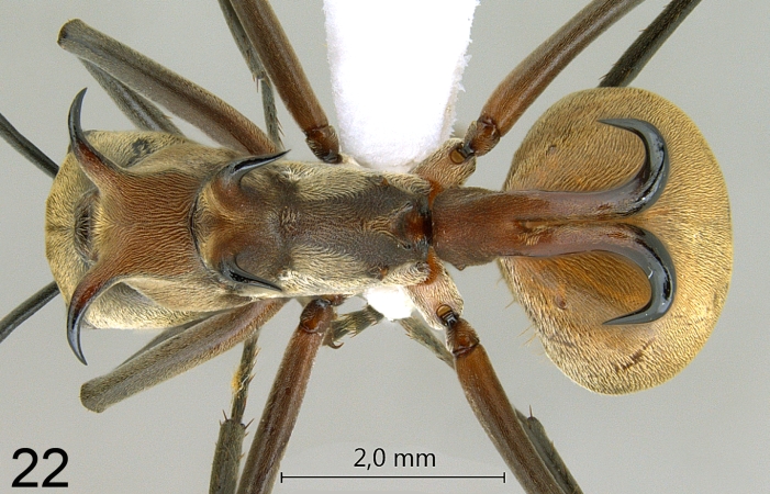 Polyrhachis olybria Forel, 1912 dorsal