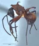 Polyrhachis olybria Forel, 1912 lateral