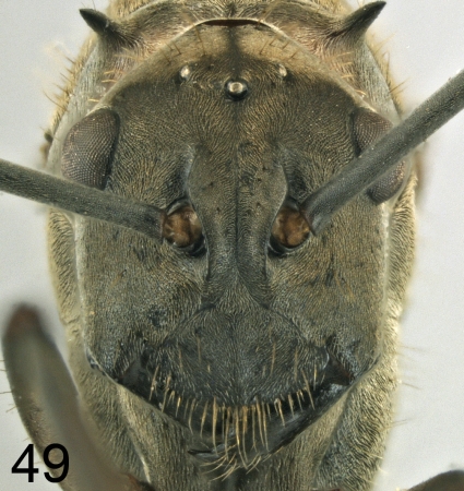 Polyrhachis olybria Forel, 1912 frontal