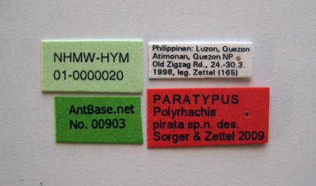 Foto Polyrhachis pirata Sorger & Zettel, 2009 Label