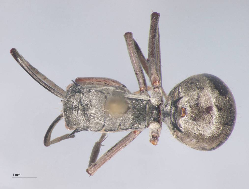 Foto Polyrhachis proxima Roger, 1863 dorsal