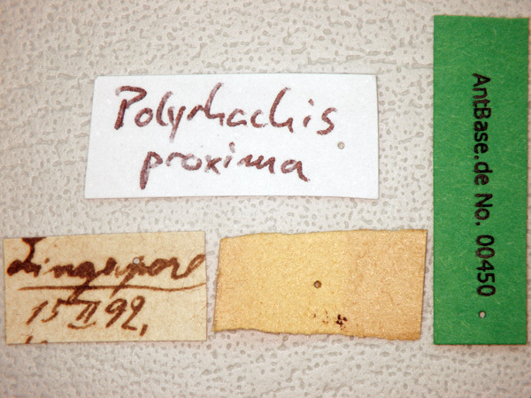 Foto Polyrhachis proxima Roger, 1863 Label