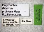 Polyrhachis pruinosa Mayr, 1872 Label