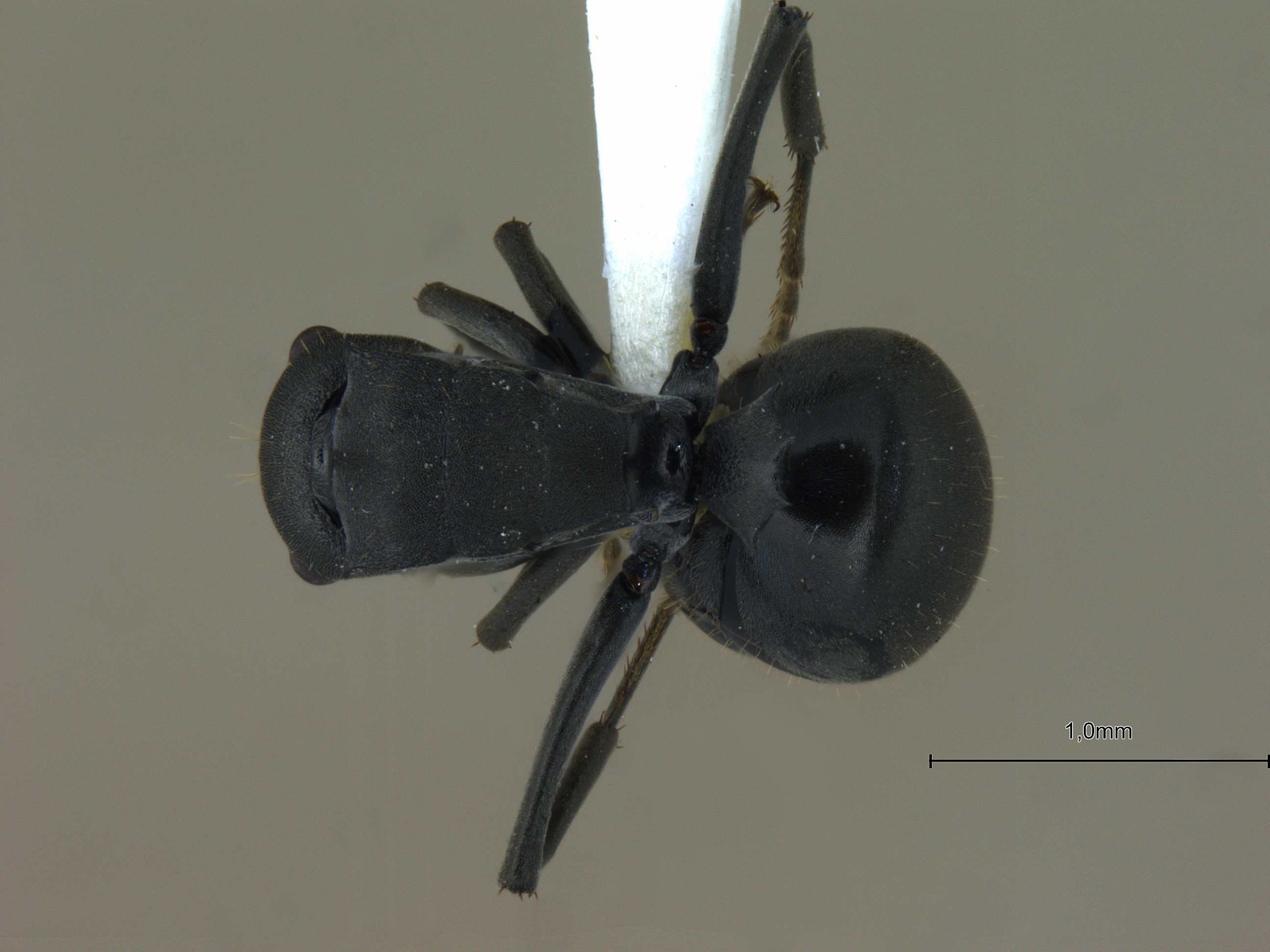 Foto Polyrhachis punctillata smythiesii Forel, 1895 dorsal