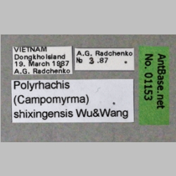 Polyrhachis shixingensis Wu & Wang, 1999 Label