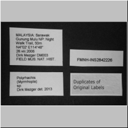 Polyrhachis (Myrmhopla) sp. Label