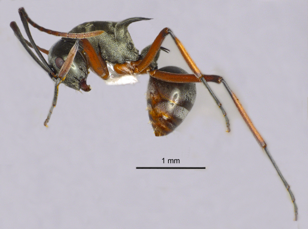 Polyrhachis (Myrmhopla) sp. lateral