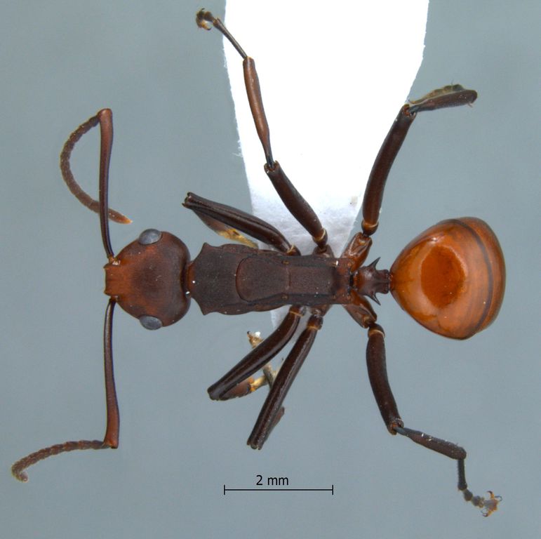 Foto Polyrhachis sp near trinax dorsal