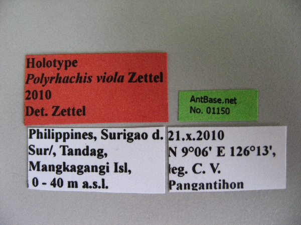 Foto Polyrhachis viola Zettel, 2013 Label