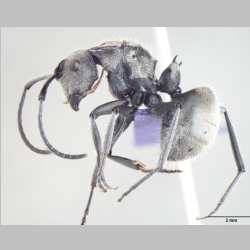 Polyrhachis wolfi Forel, 1912 lateral