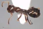Proformica mongolica Emery, 1901 dorsal