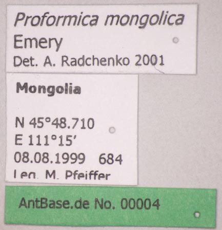 Foto Proformica mongolica Emery, 1901 Label