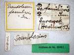 Pseudolasius familiaris Smith, 1860 Label