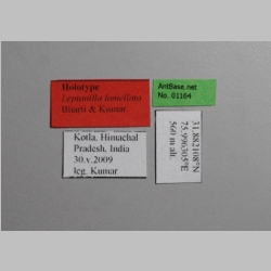 Leptanilla lamellata Bharti & Kumar, 2013 Label