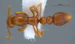 Protanilla rafflesi Taylor, 1990 dorsal