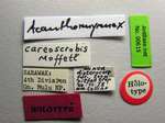 Acanthomyrmex careoscrobis Moffett, 1986 Label