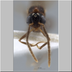 Acanthomyrmex concavus Moffett, 1986 frontal
