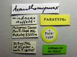 Acanthomyrmex mindanao Moffet, 1986 Label