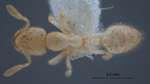Anillomyrma tridens Bolton, 1987 dorsal